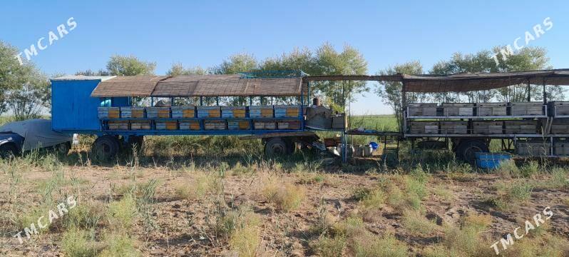 Bal Ary pirisep - Mary - img 1