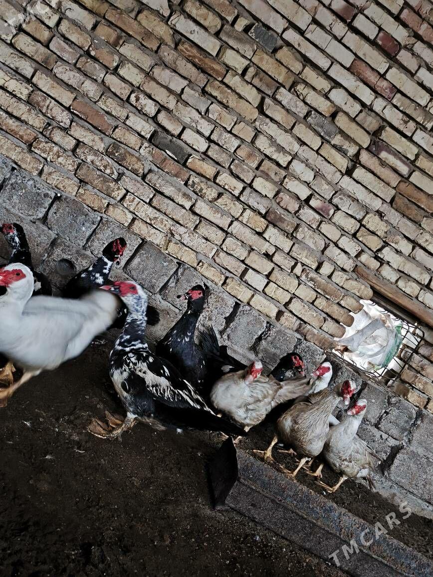 indawutga - Wekilbazar - img 1