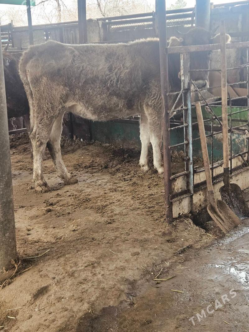 Bogaz tuwe - Bäherden - img 1