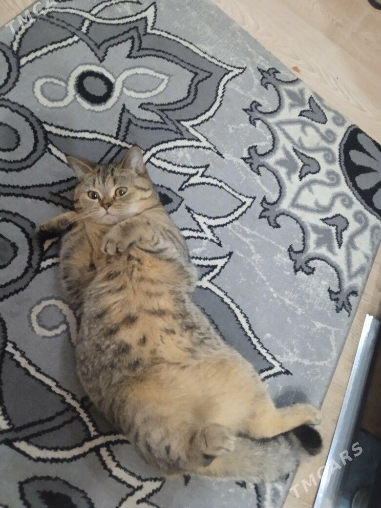 животные - Aşgabat - img 1