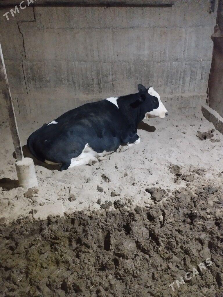 Sygyr bogaz - Ашхабад - img 1