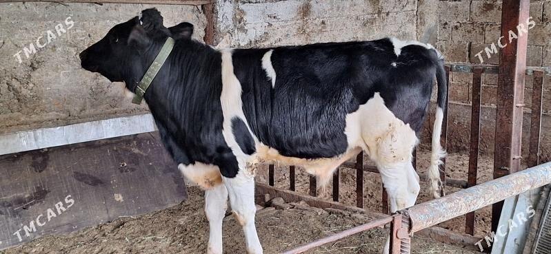 Galsteyn okuz - Хитровка - img 1