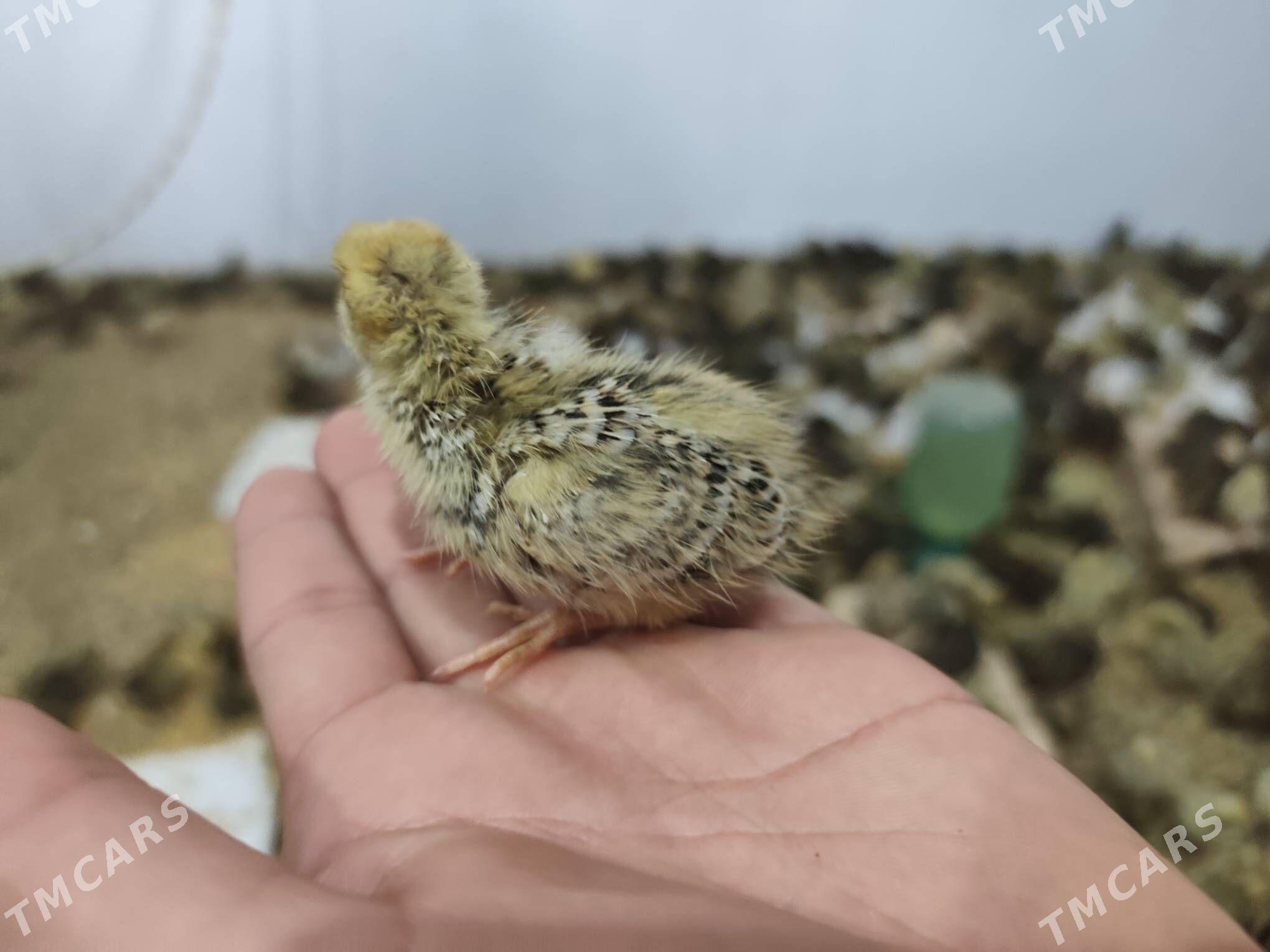 Bedene juyje - Туркменабат - img 1