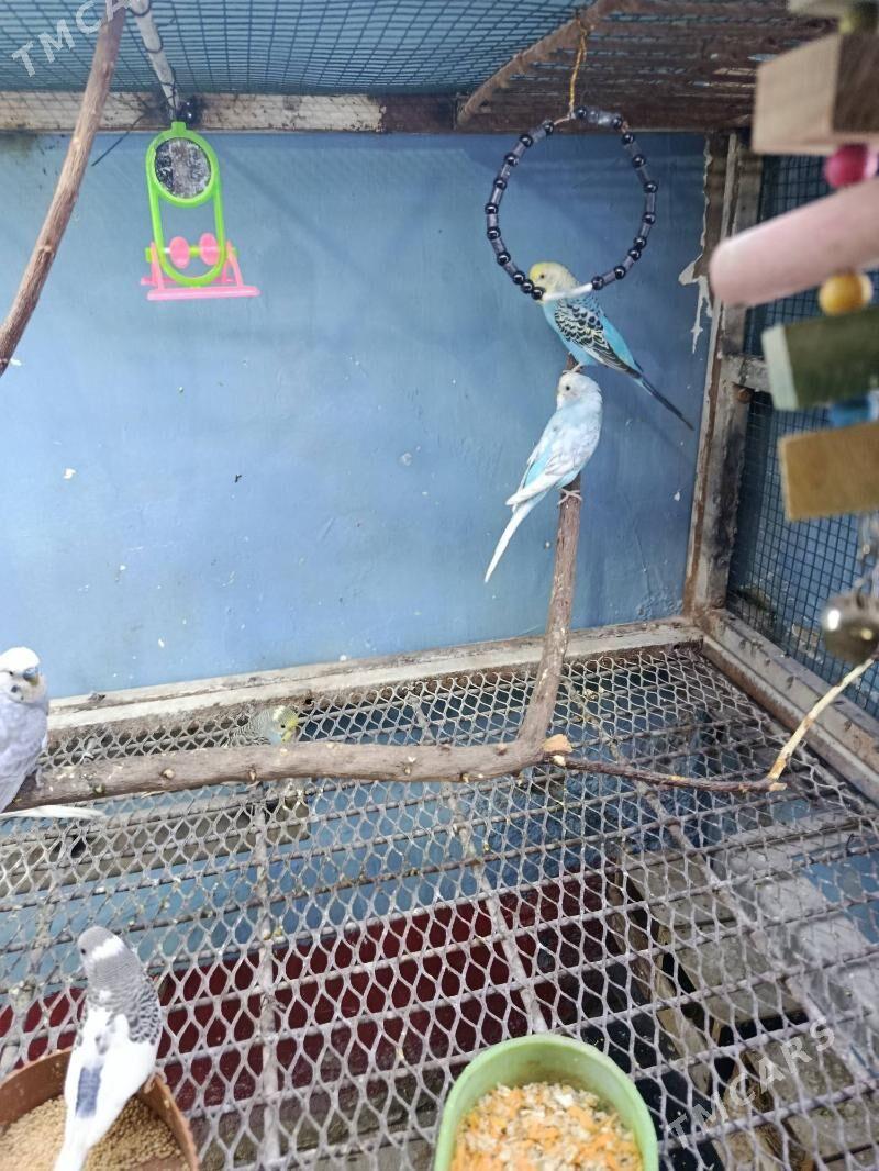 satlyk papugay - Анев - img 1