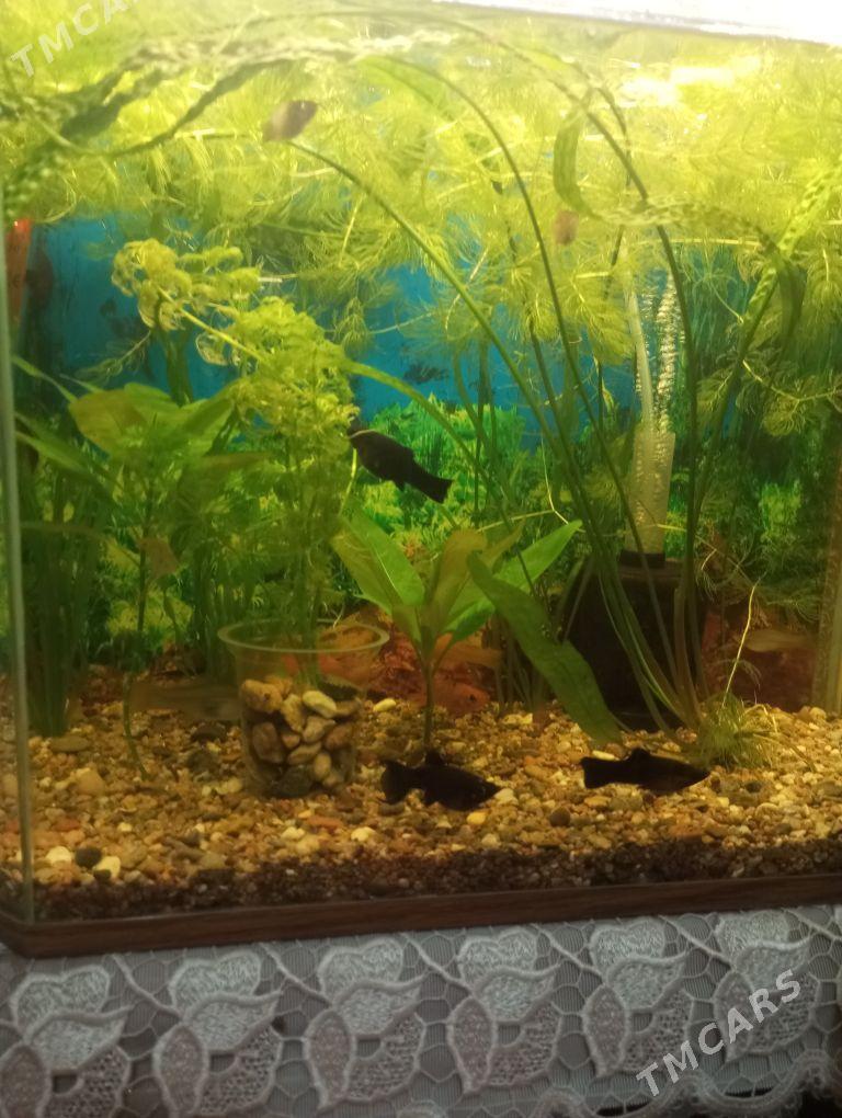 аквариум - Aşgabat - img 1