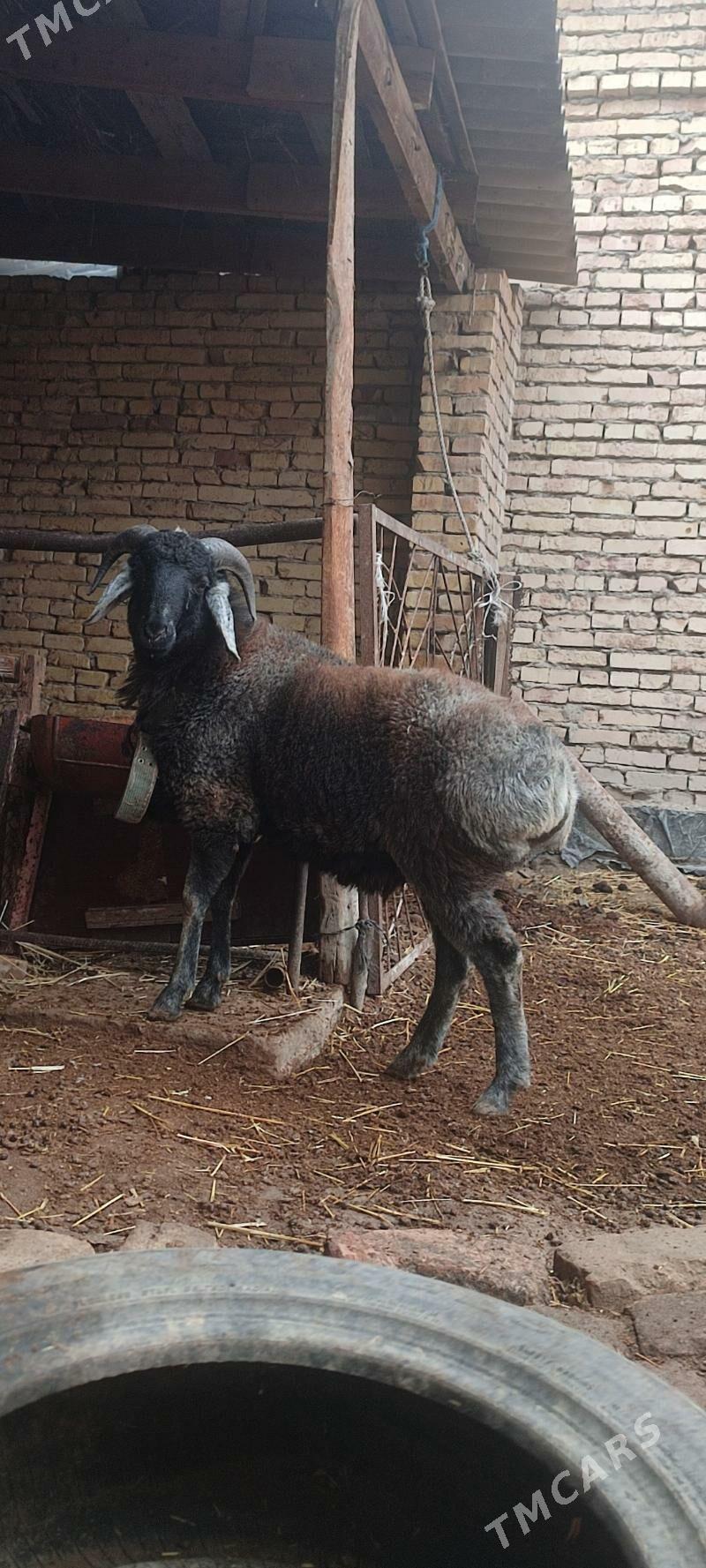 Şerazy koçkar kuzu - Türkmenabat - img 1