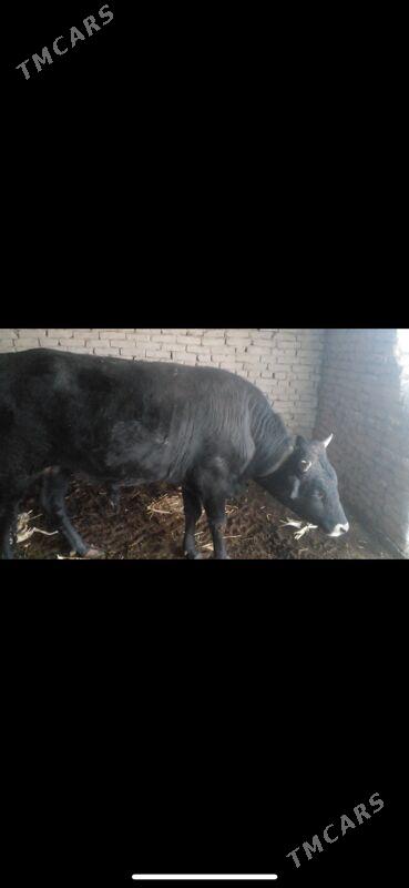 okuz gole mal - Baýramaly - img 1