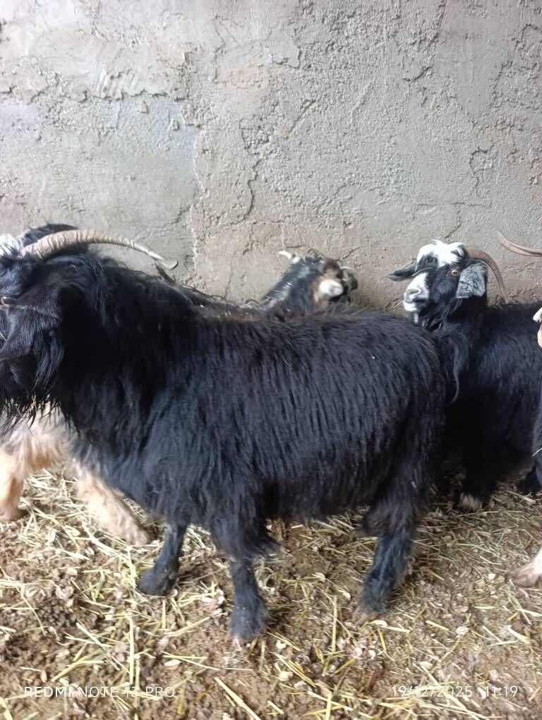 BOGAZ GECİ - Büzmeýin - img 1