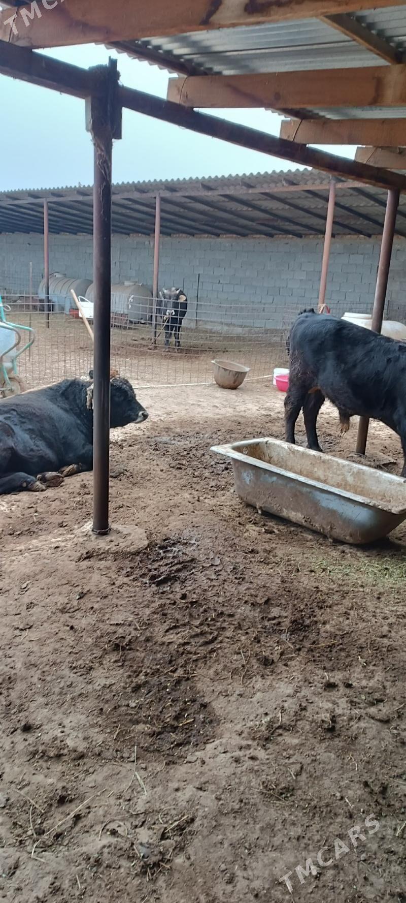 Okuz - Ak bugdaý etraby - img 1