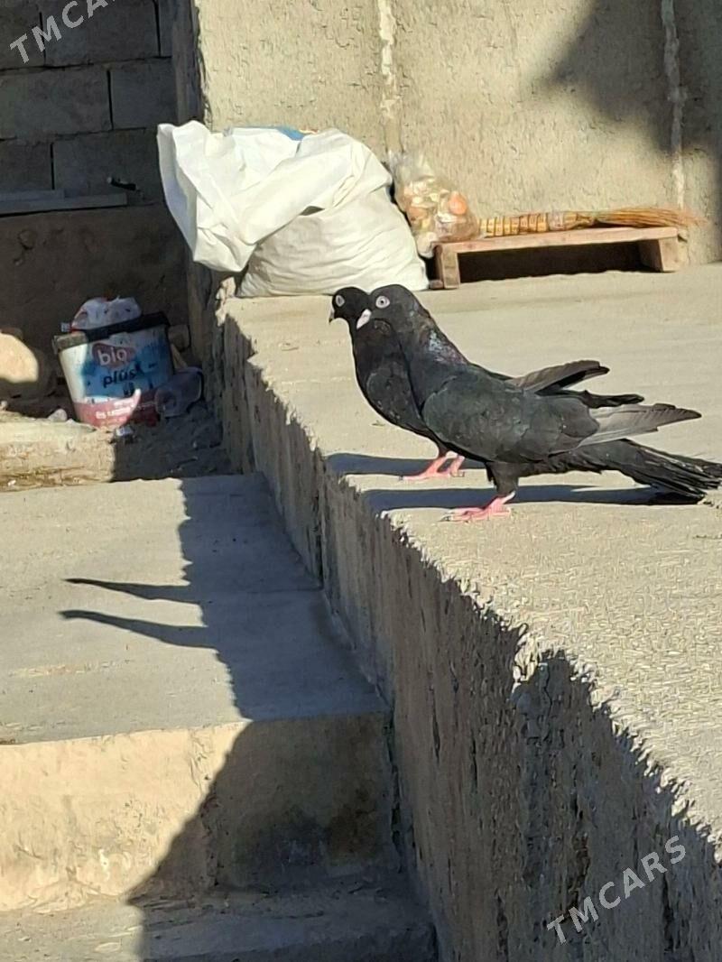 kepderi - Jebel - img 1