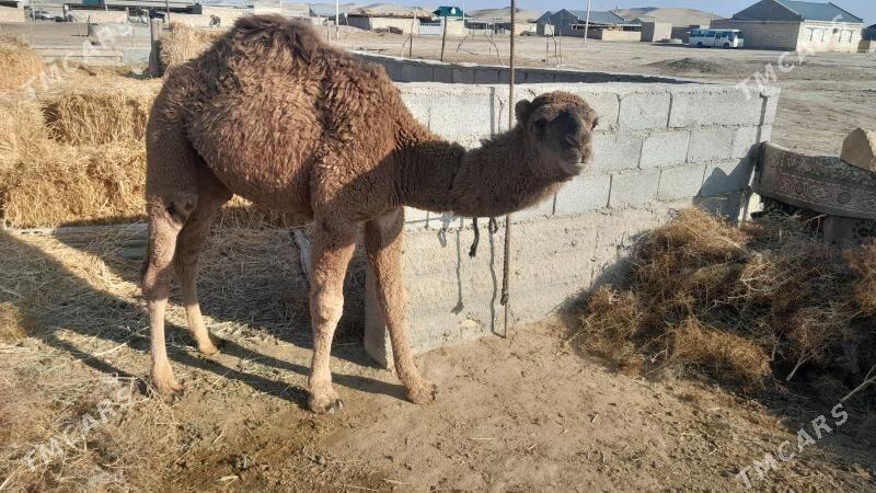 torum - Gyzylarbat - img 1