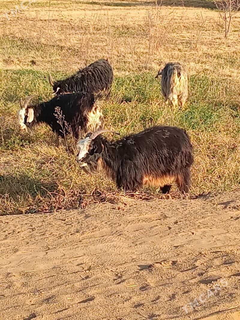 bogaz geçi - Sakarçäge - img 1