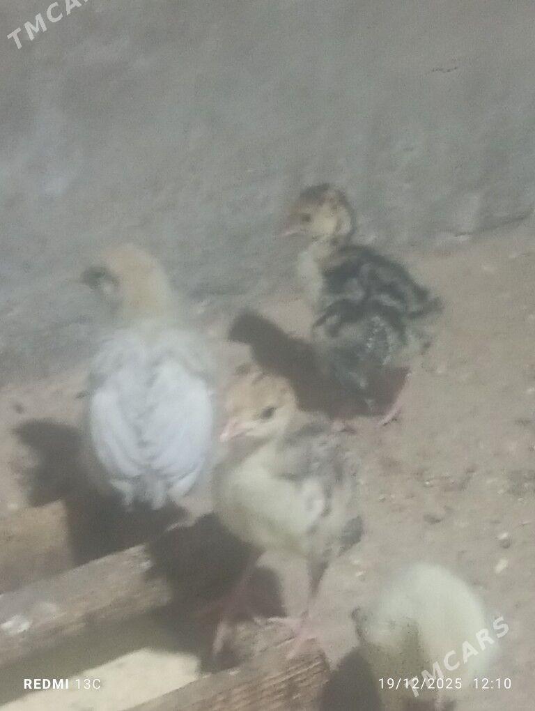 jujeler - Mary - img 1