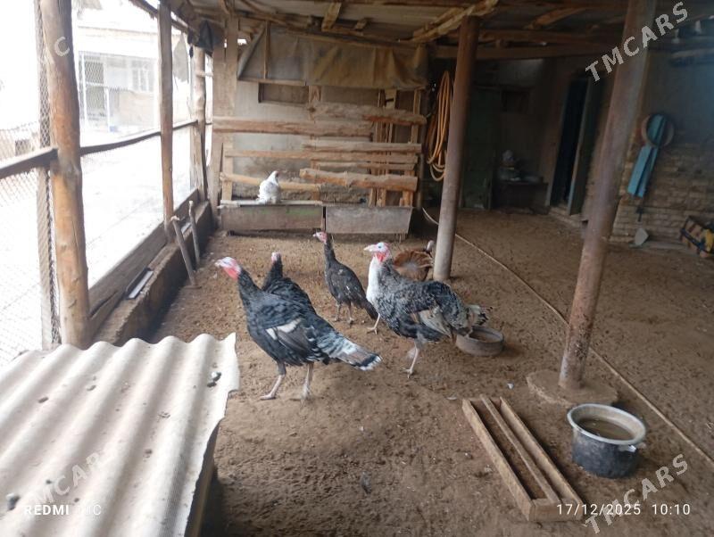 induk - Mary - img 1