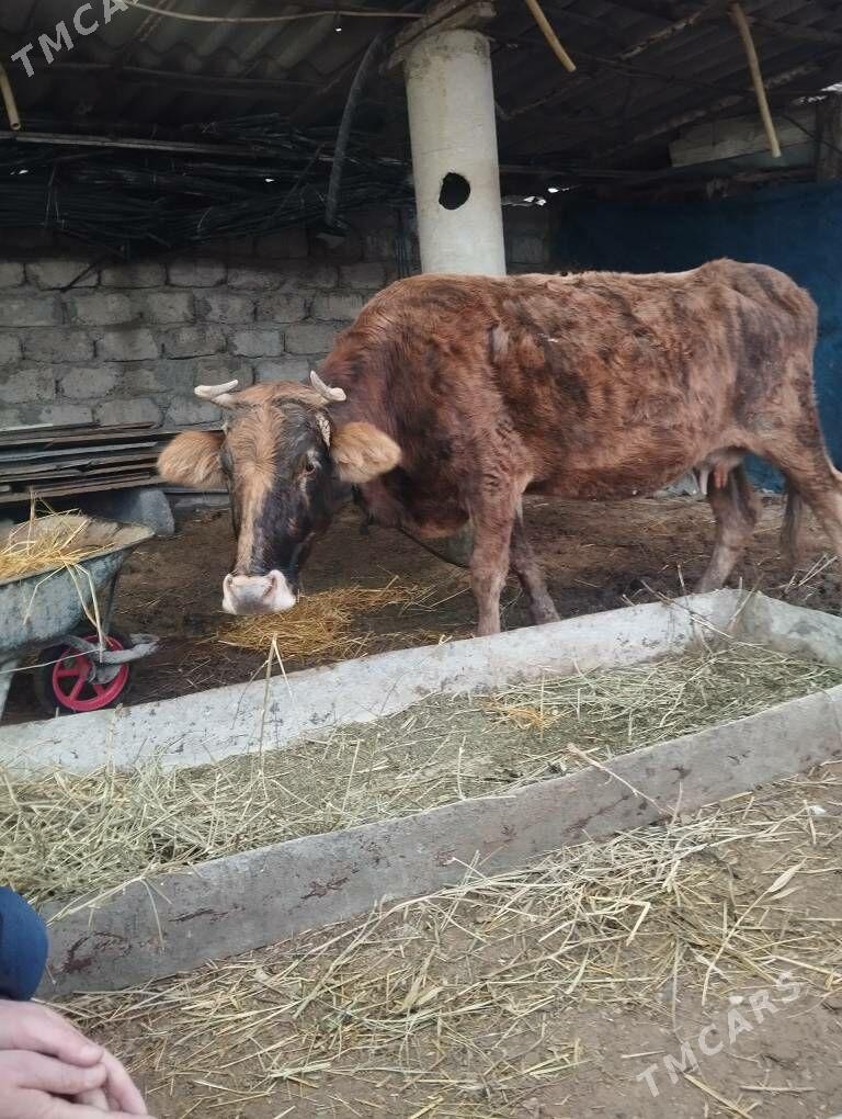 sygyr we öküz - Гёкдепе - img 1