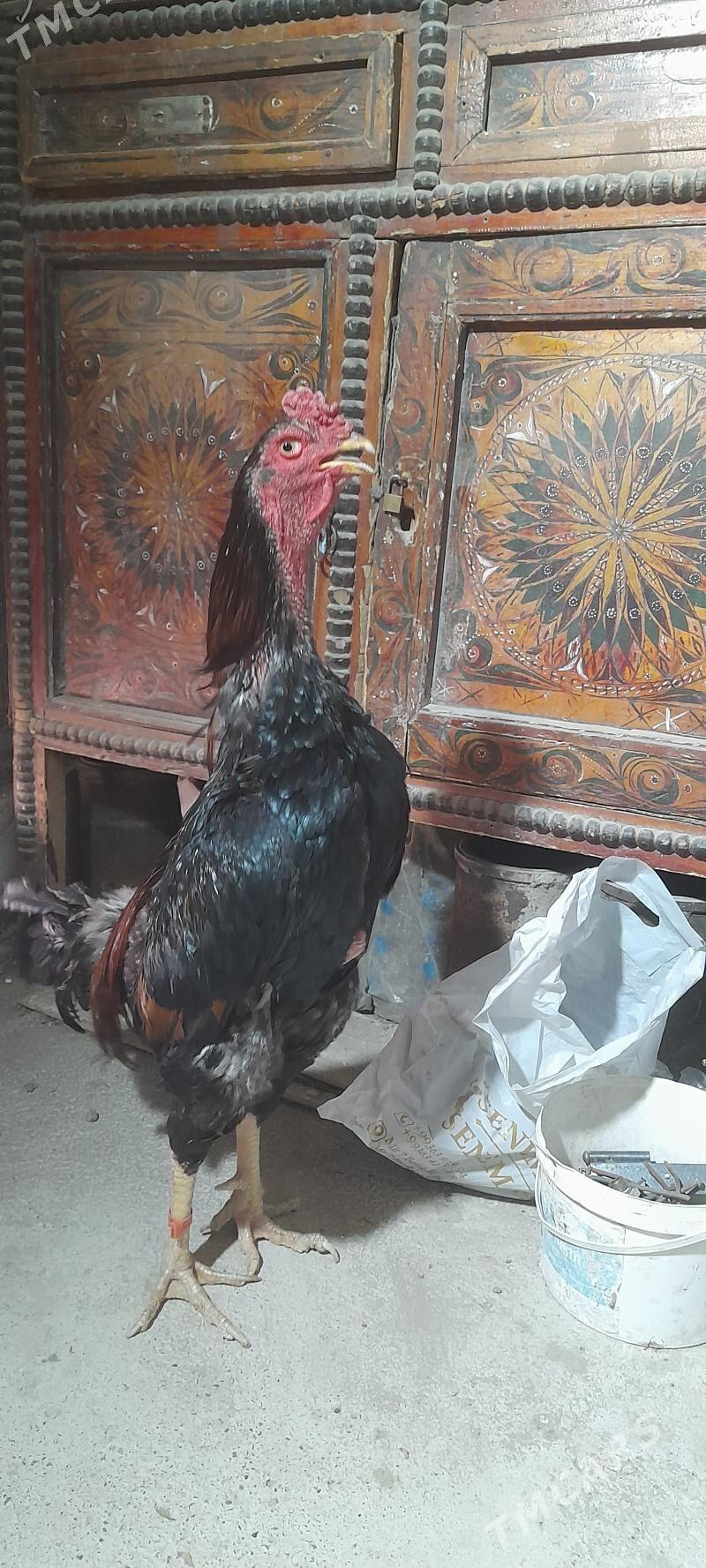 Taskent - Кака - img 1