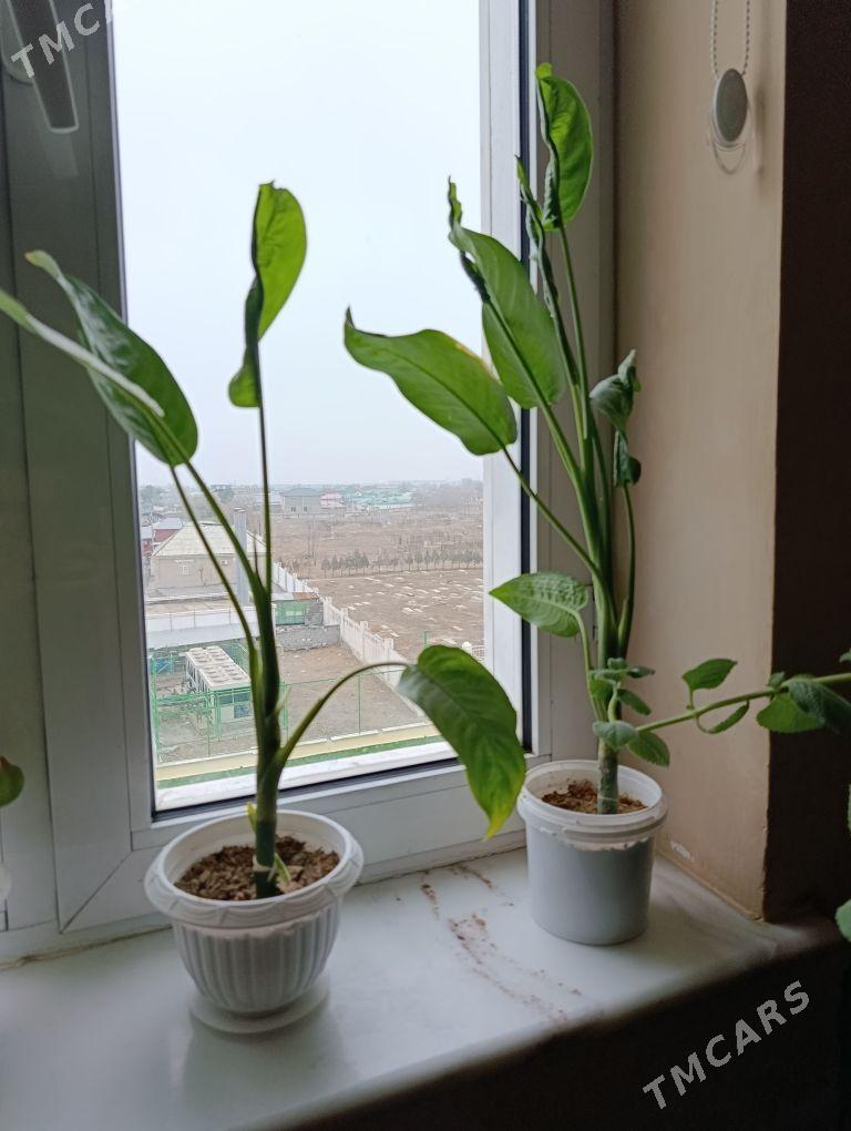 Gül - Aşgabat - img 1