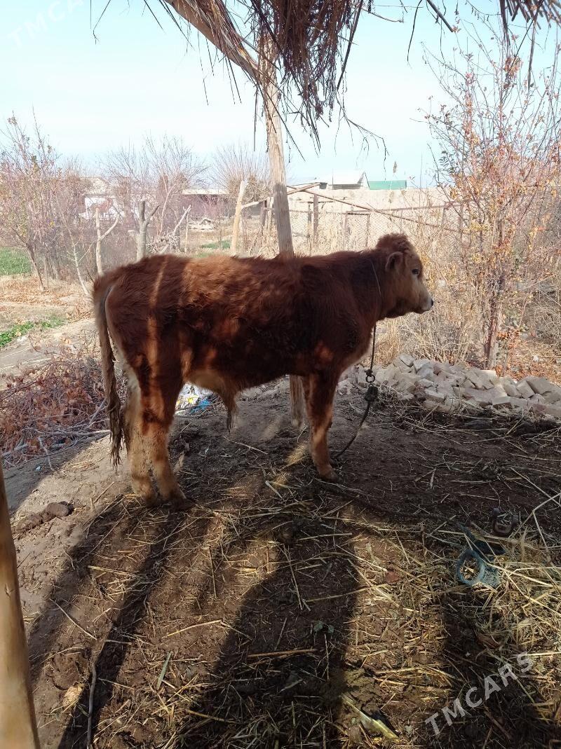 öküz - Farap - img 1