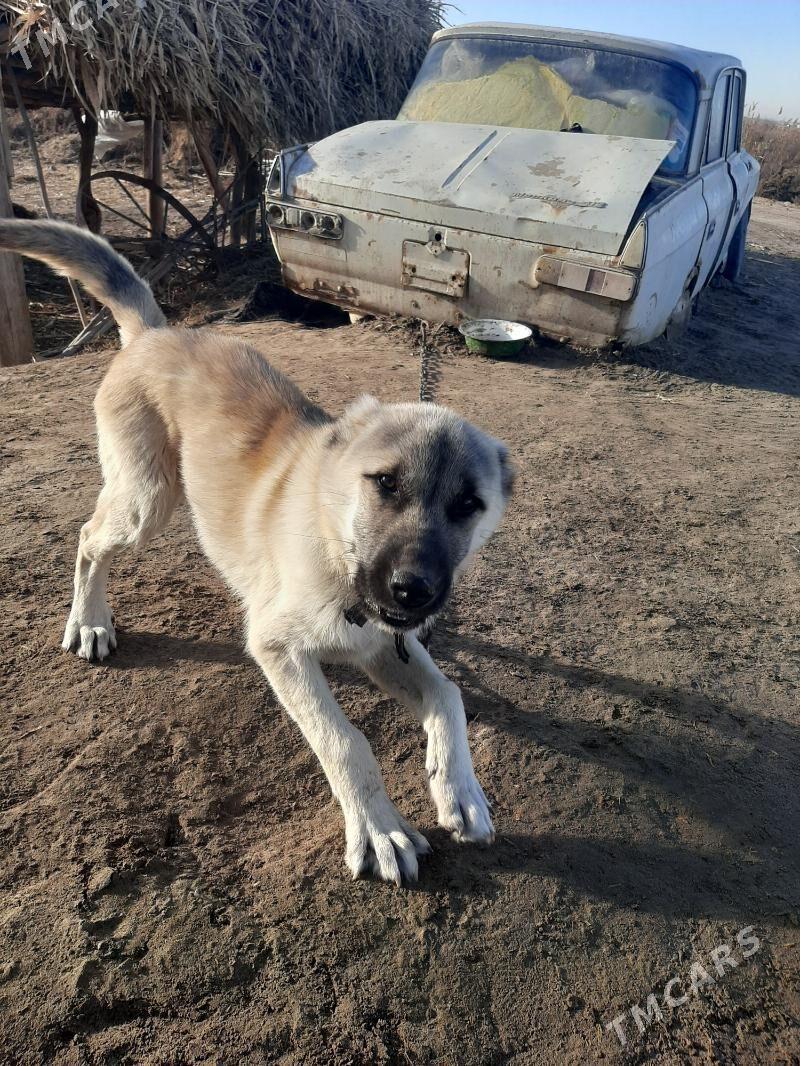 гужик - Gurbansoltan Eje - img 1