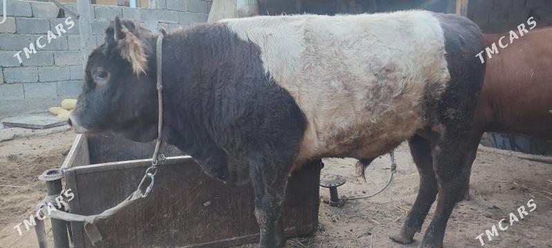 öküz - Бузмеин - img 1