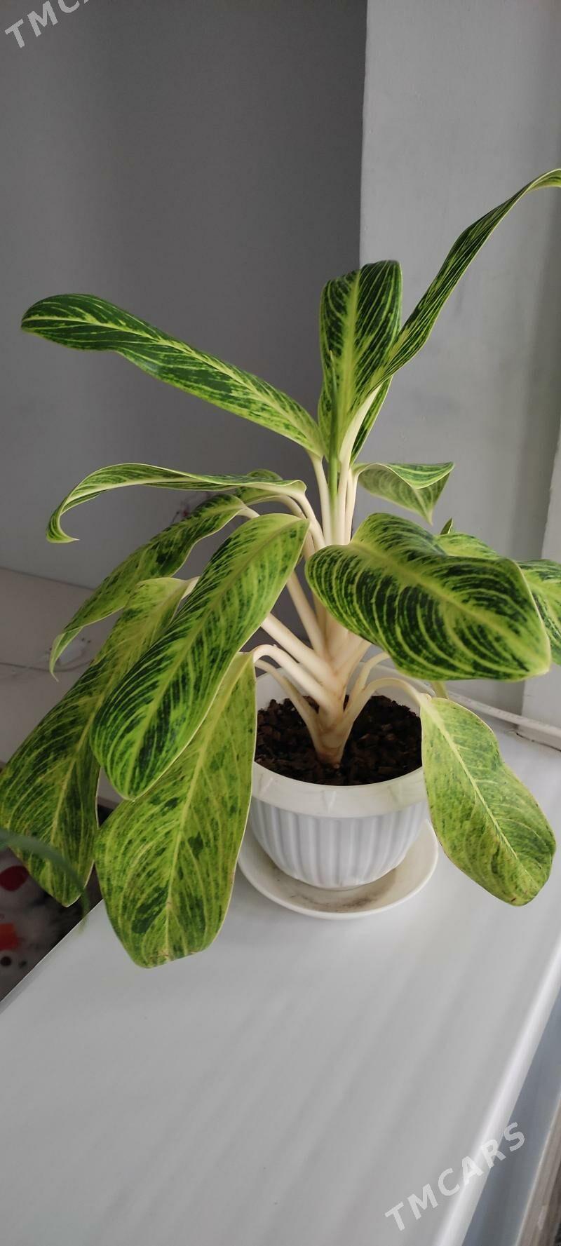Аглаонема - 11 mkr - img 1