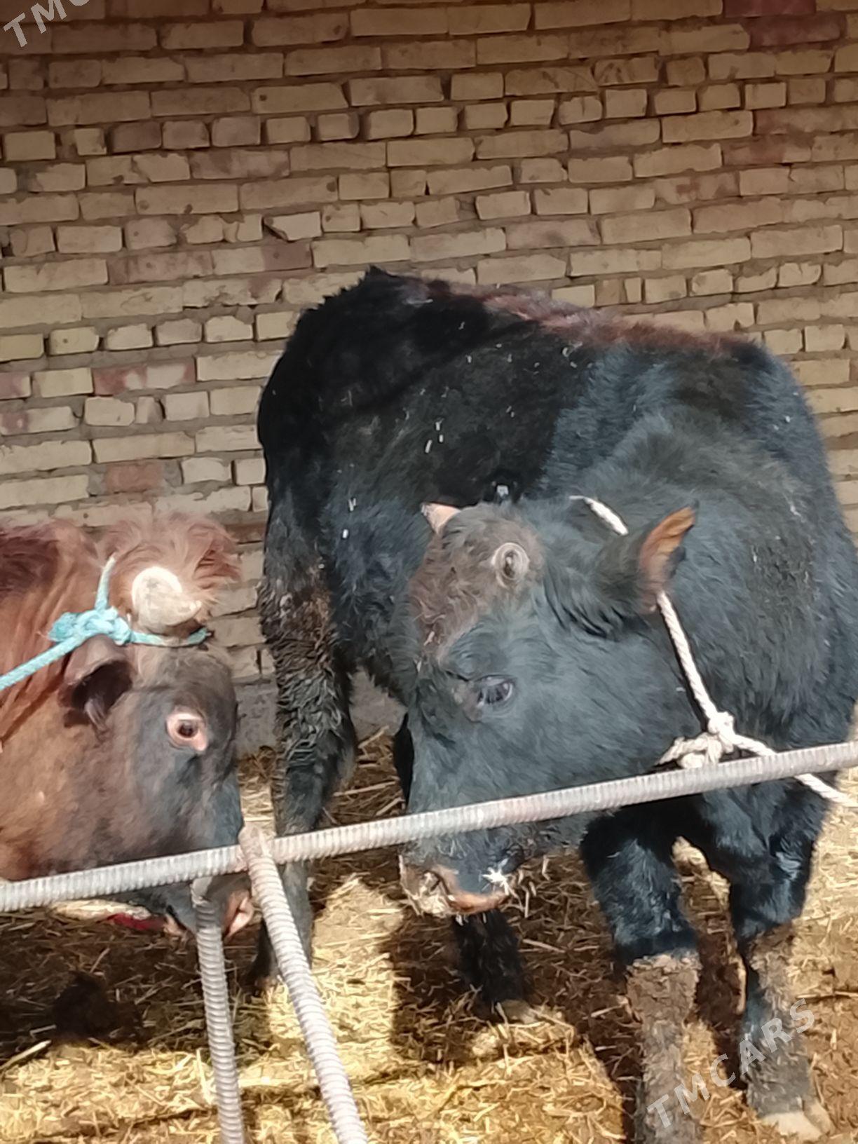 okuzler - Dänew - img 1