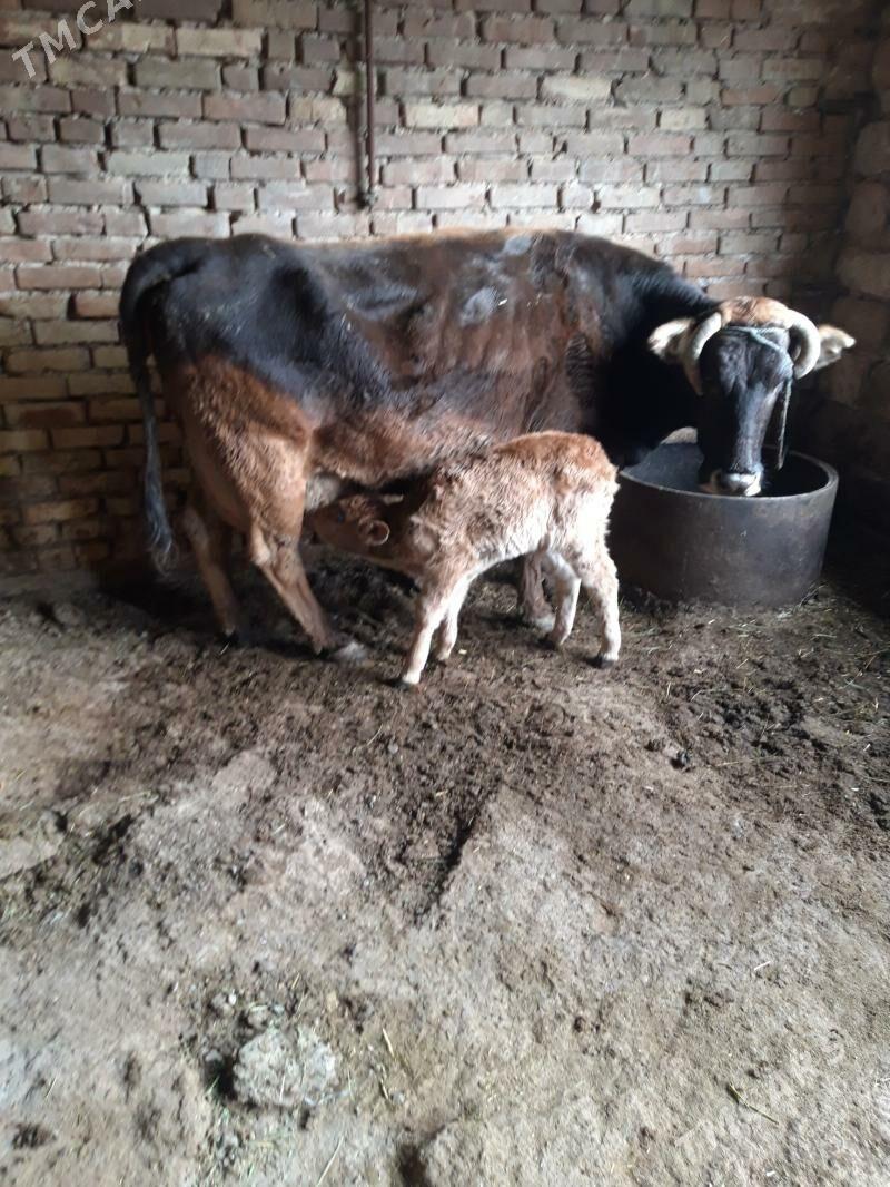 tohum sygyr - Гызыларбат - img 1