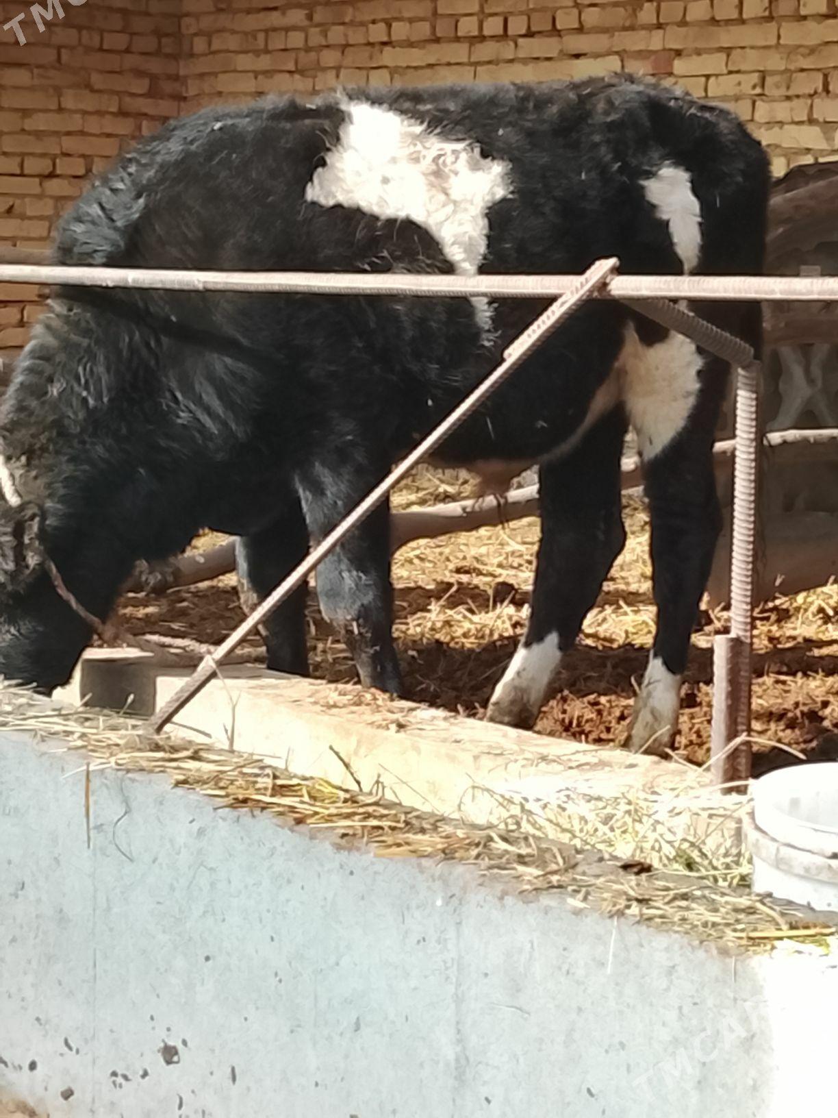 ala okuzce - Dänew - img 1