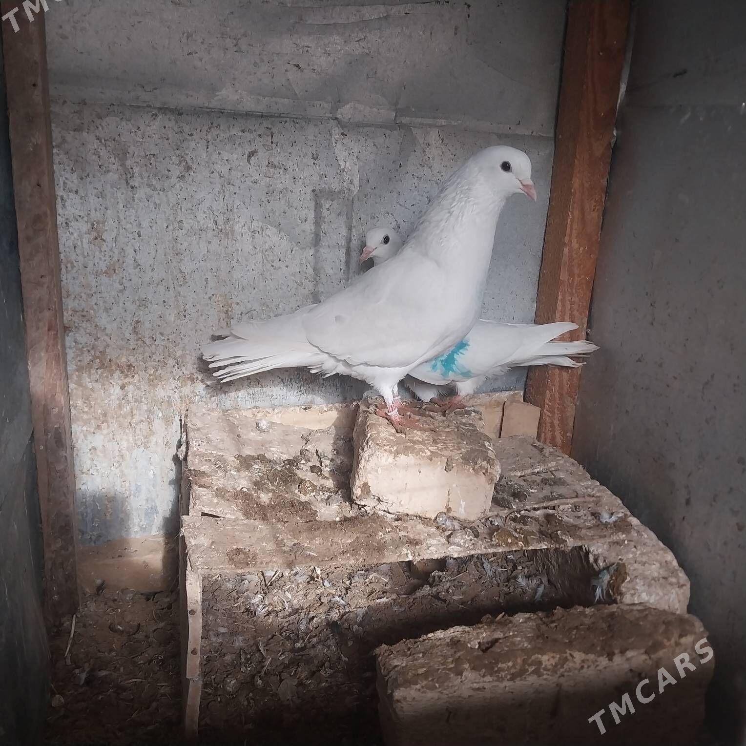 KEPDERI. - Мургап - img 1