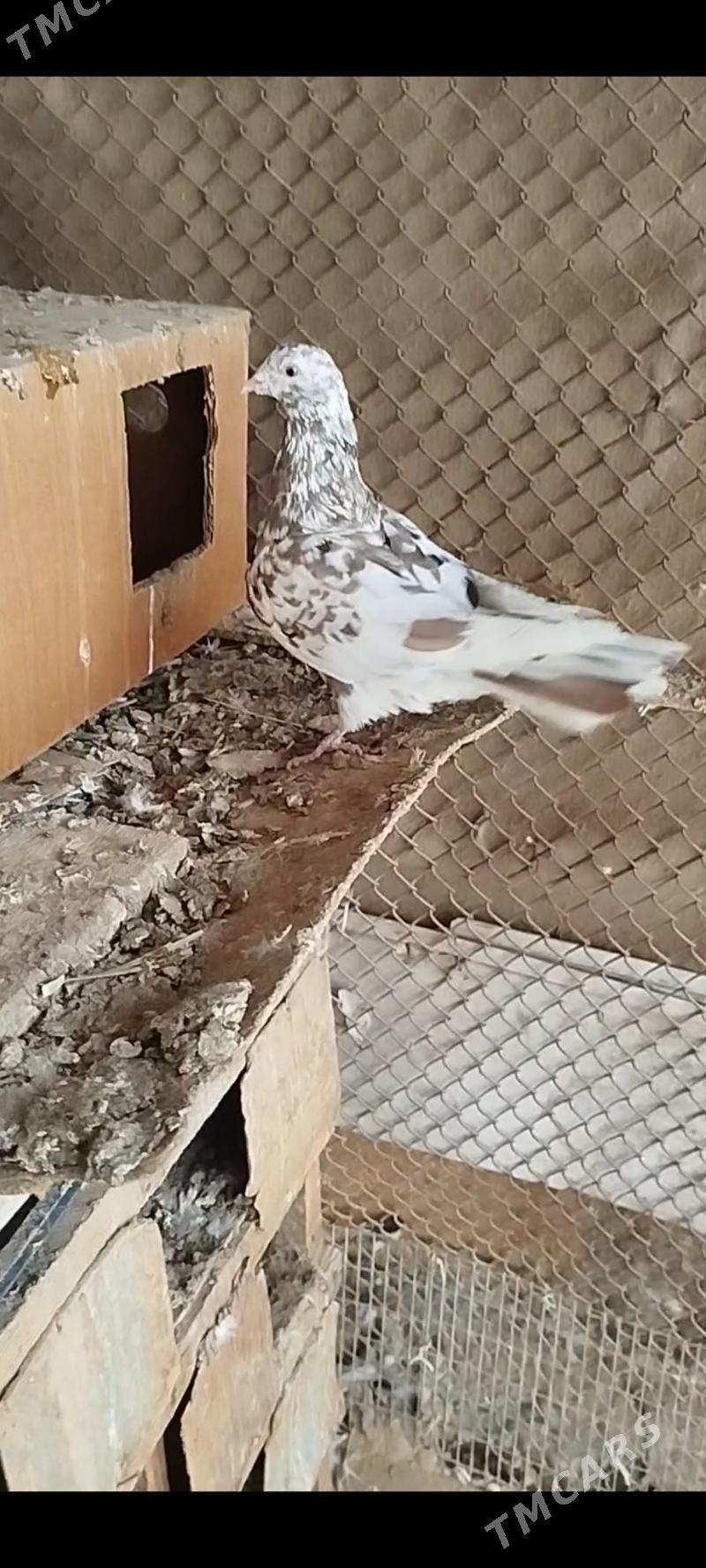 kepderi - Мары - img 1