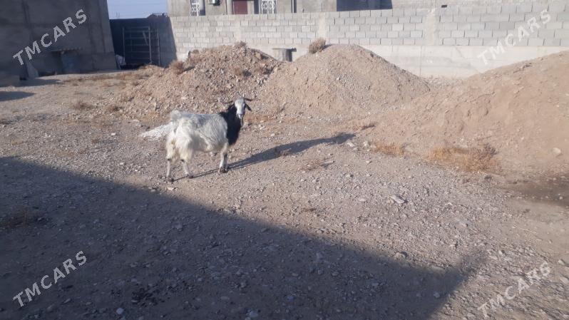 Geci - Balkanabat - img 1