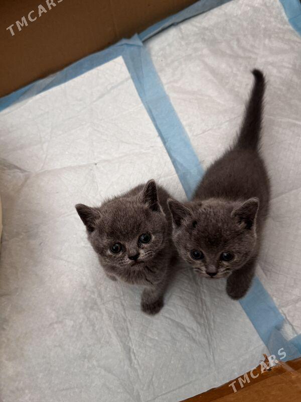 шотланские котята - Гуртли - img 1