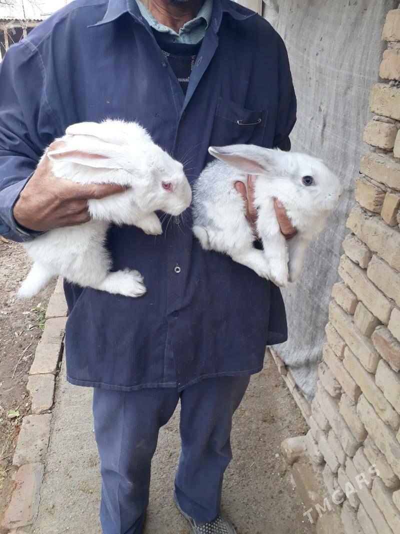 Towson welikan - Kaka - img 1