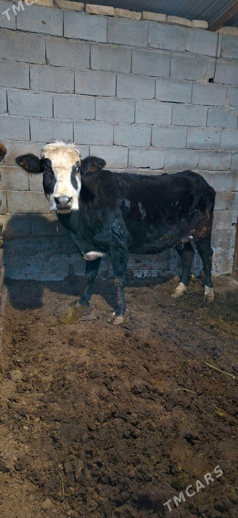 Sygyr - Багир - img 1