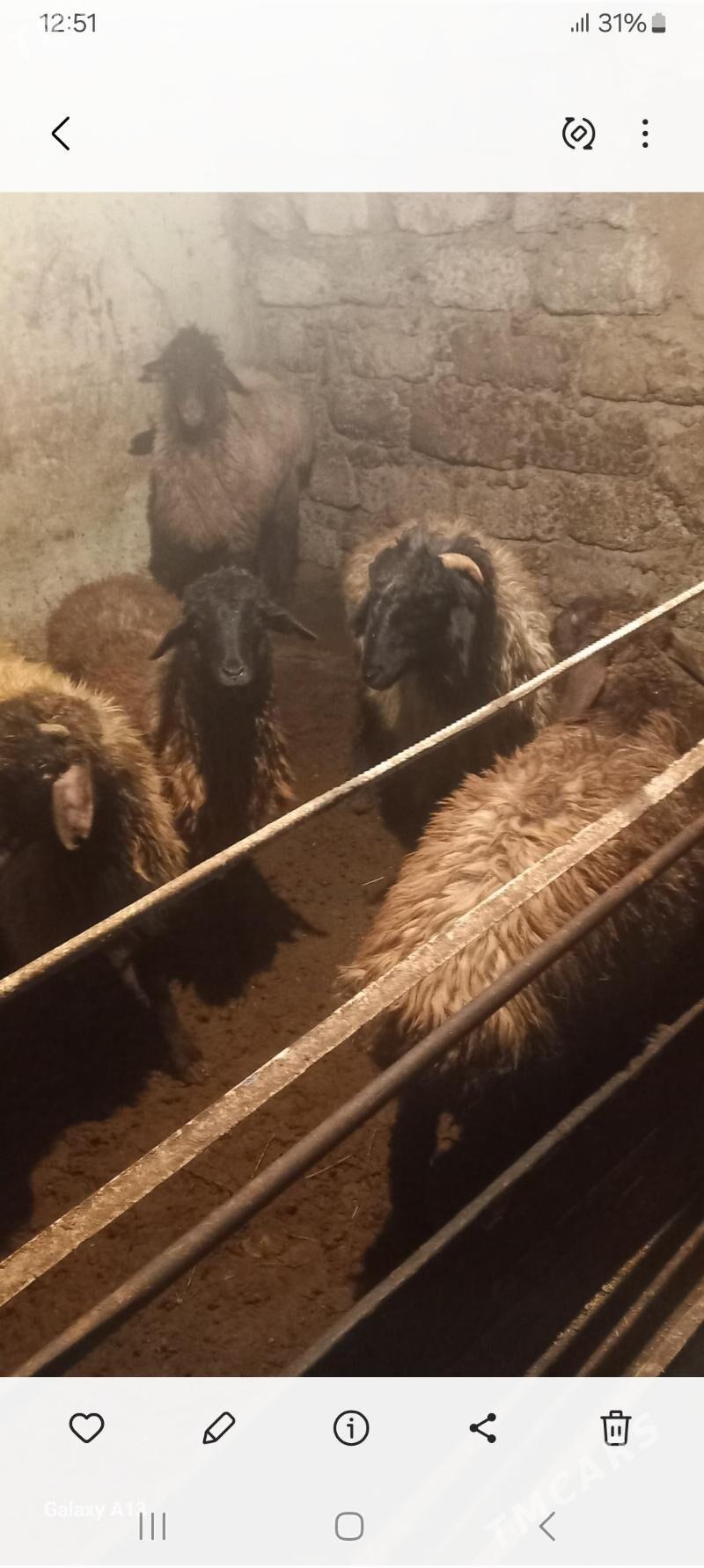 Issek tokly - Хитровка - img 1