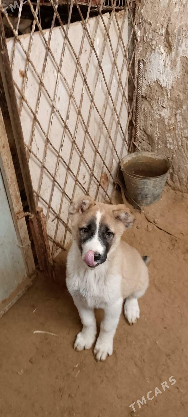 Türkmen ıtı - Aşgabat - img 1