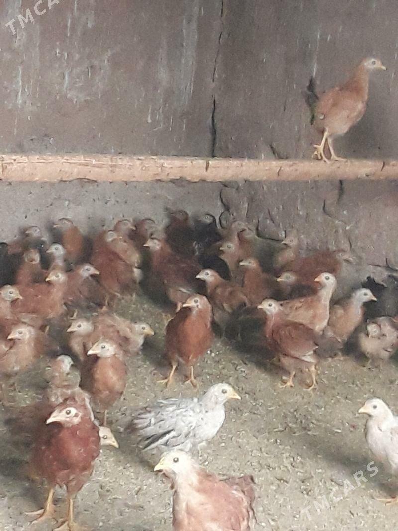 jùje 2 aylyk - Бабадайхан - img 1