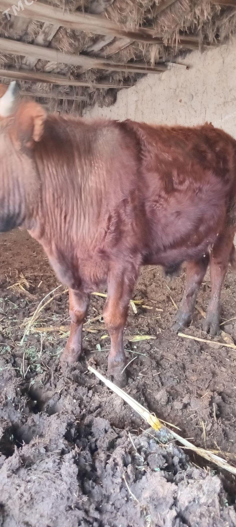 окуз - Türkmenabat - img 1