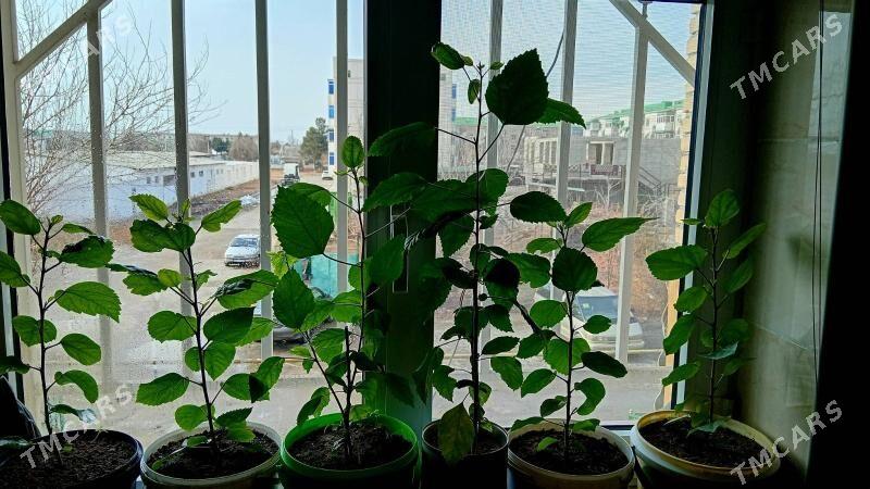 kitayiski roza - Türkmenabat - img 1