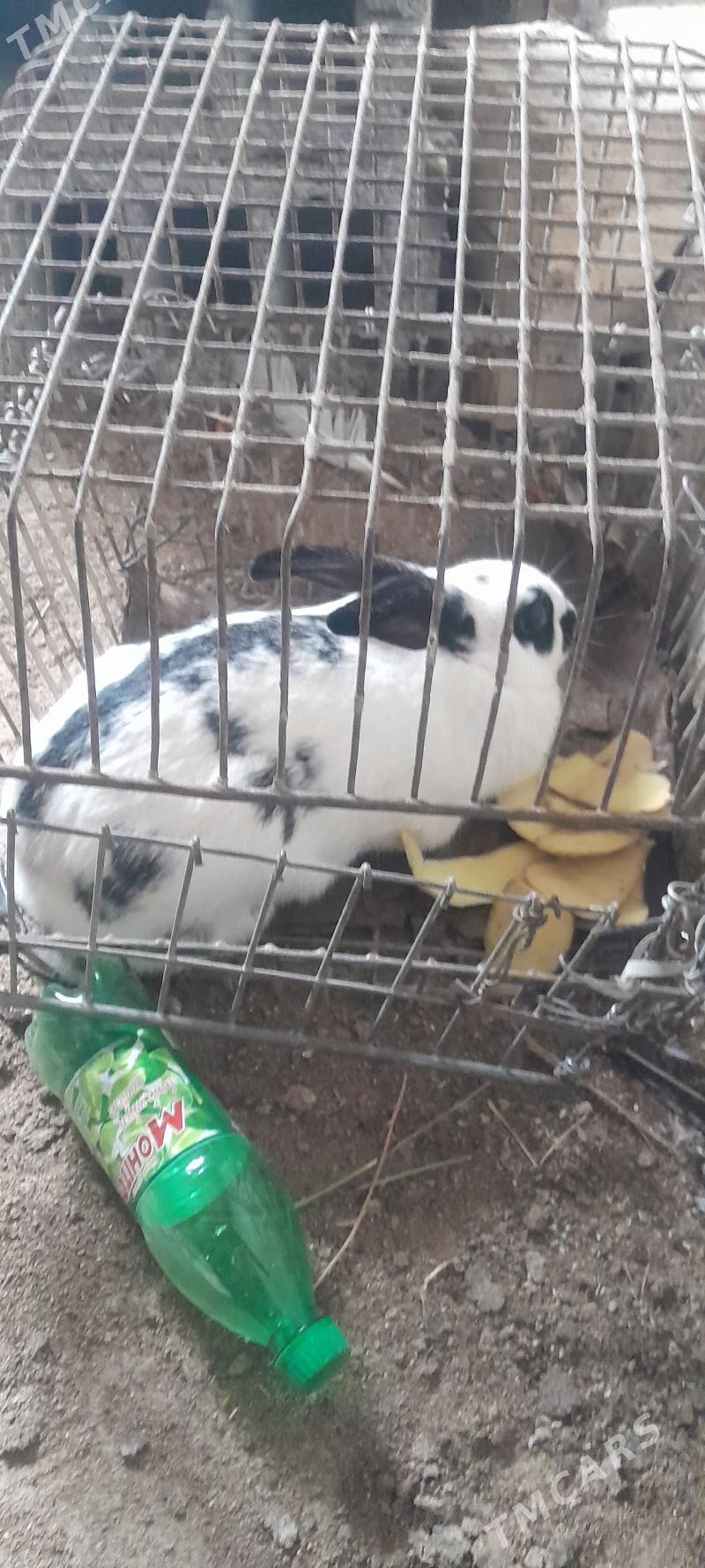 towsan - Kaka - img 1