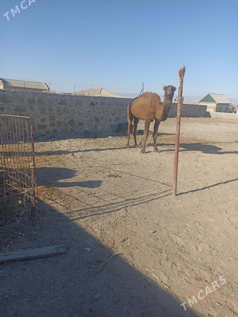 Torumly duye - Берекет - img 1