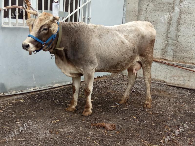 göleli sygyr - Çoganly - img 1