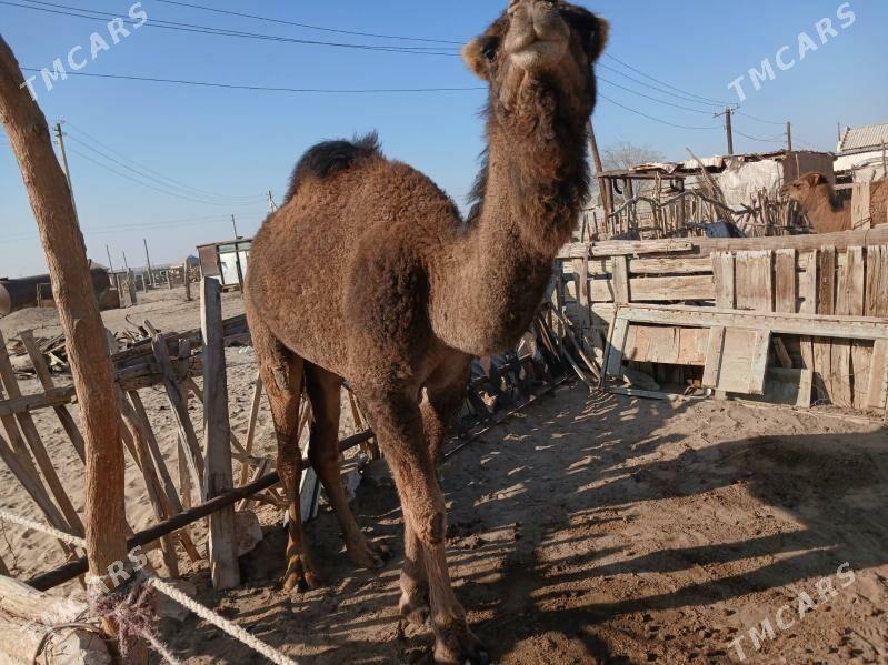 Torumly Duye - Bereket - img 1