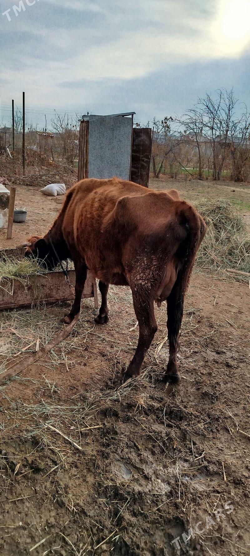 Sygyr 13 müñ manat - Murgap - img 1