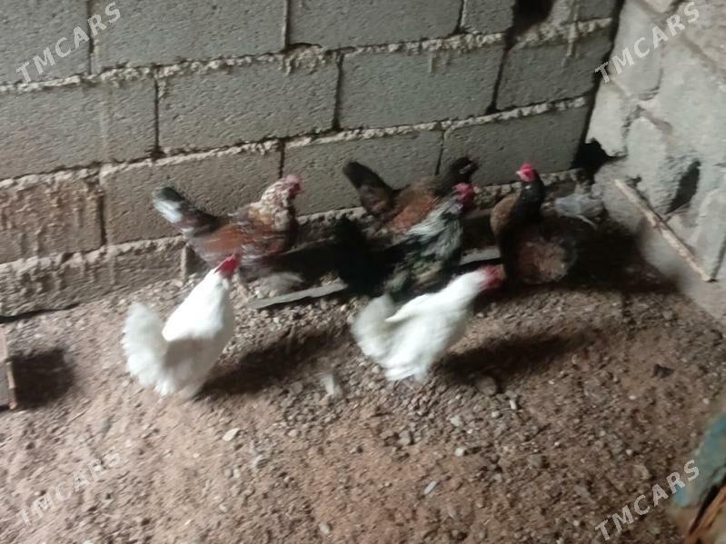 towuk - Бузмеин - img 1