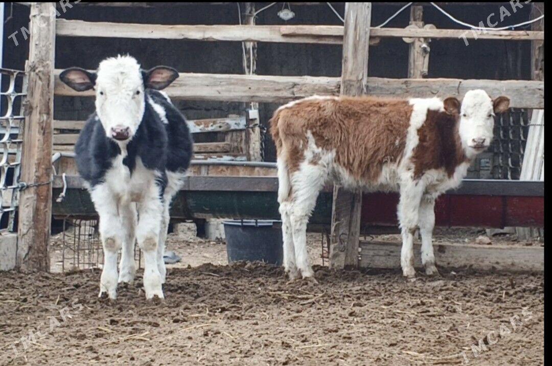 Simental Tüweler - Büzmeýin - img 1