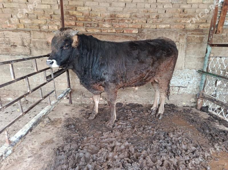 okuz - Ашхабад - img 1