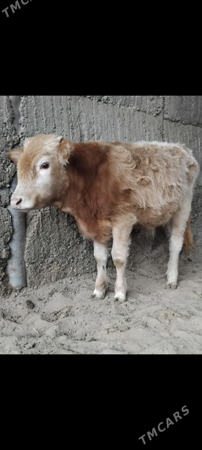 ŞİBES ÖKÜZ - Büzmeýin - img 1