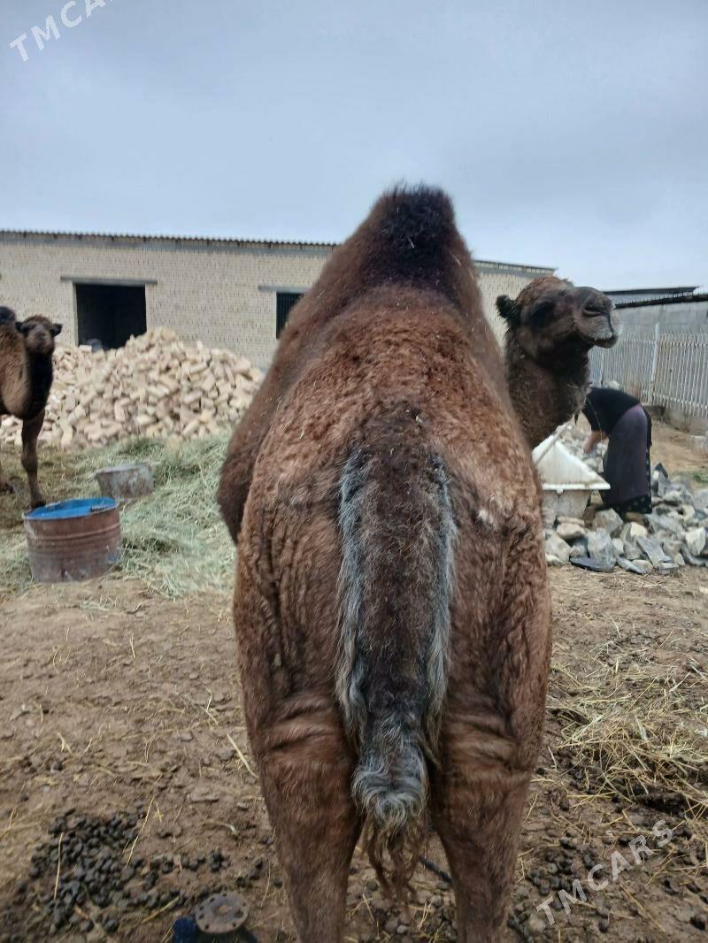 duye - Gökdepe - img 1