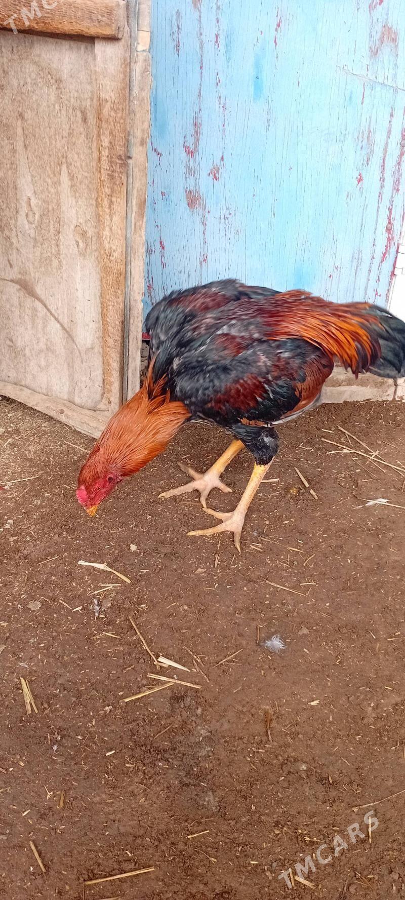 horaz - Kerki - img 1